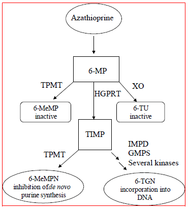 Metabolism pathway of azathioprine - Illustration